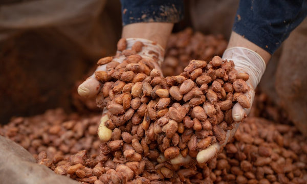 What Really Happens During Cocoa Fermentation?