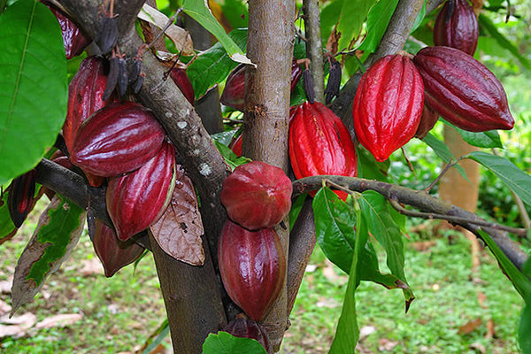 Understanding the Impact of El Niño on Cocoa Production