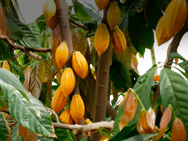 Understanding Cocoa Sustainability