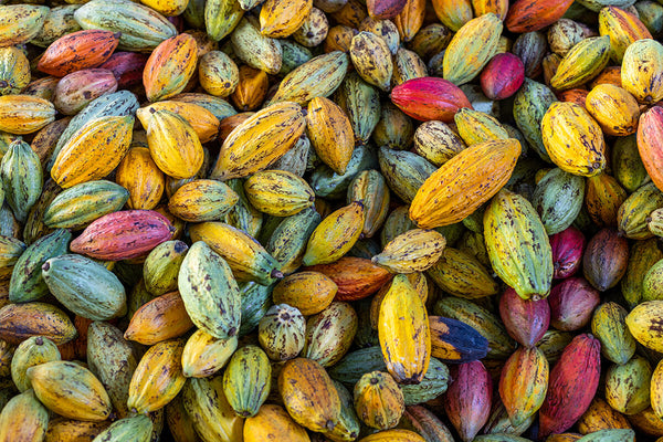 Understanding Cocoa Sustainability